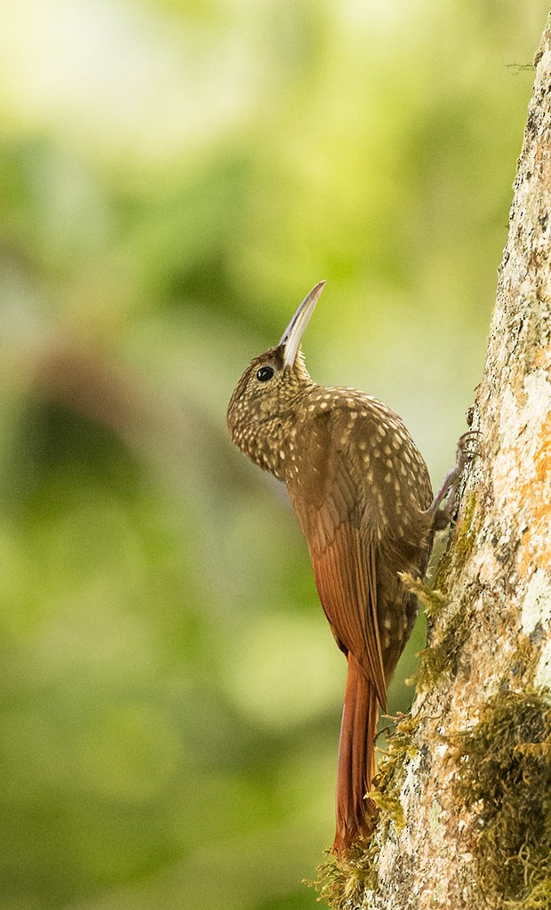 Spotted Woodcreeper - ML620490922