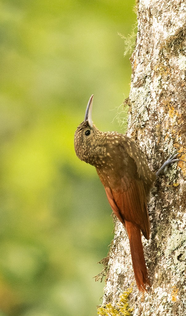 Spotted Woodcreeper - ML620490923