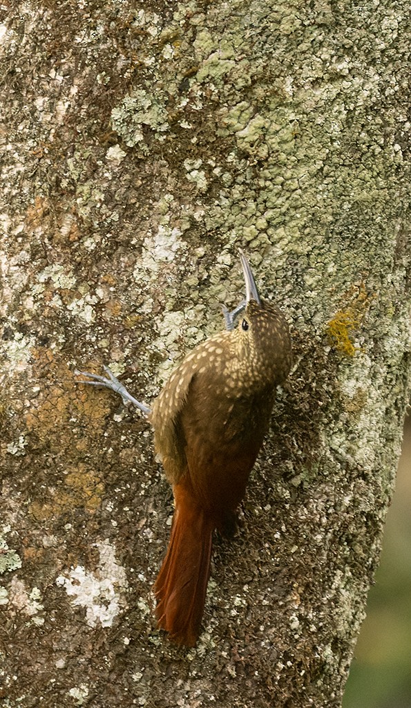 Spotted Woodcreeper - manuel grosselet