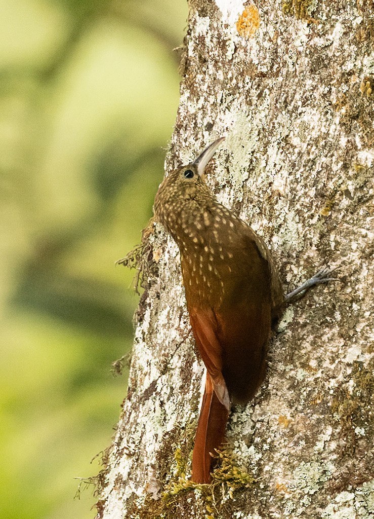 Spotted Woodcreeper - ML620490925