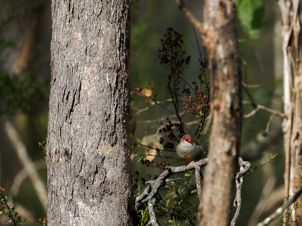 Red-browed Firetail - ML620490926
