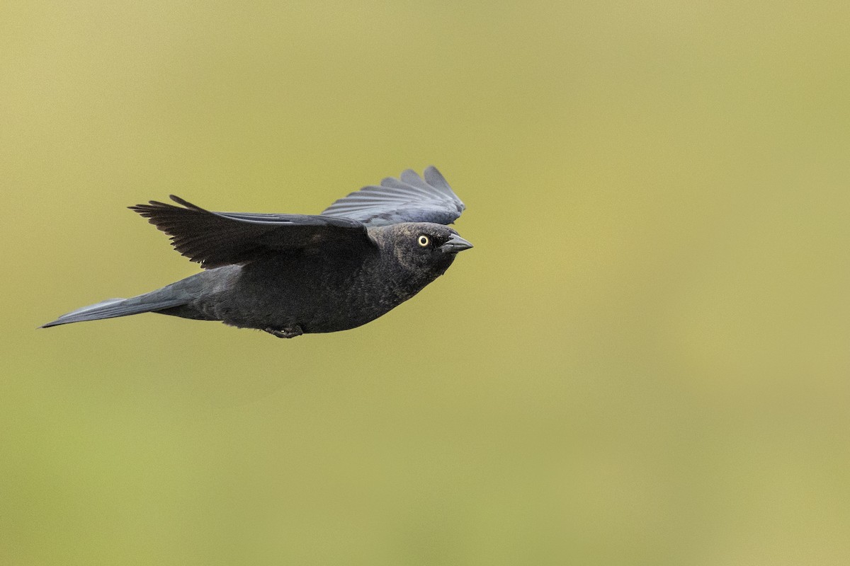 Brewer's Blackbird - Michael Stubblefield