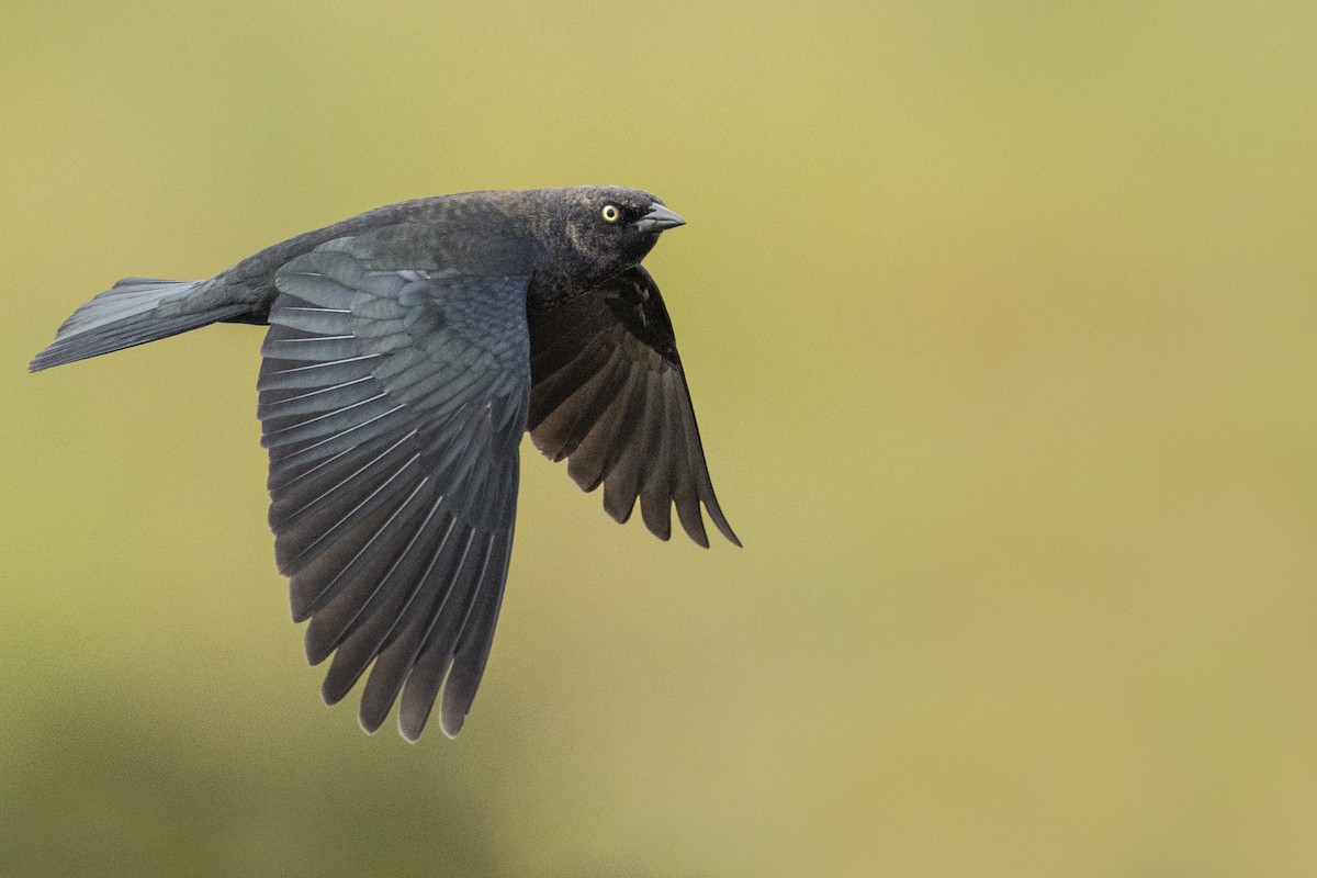 Brewer's Blackbird - ML620490931