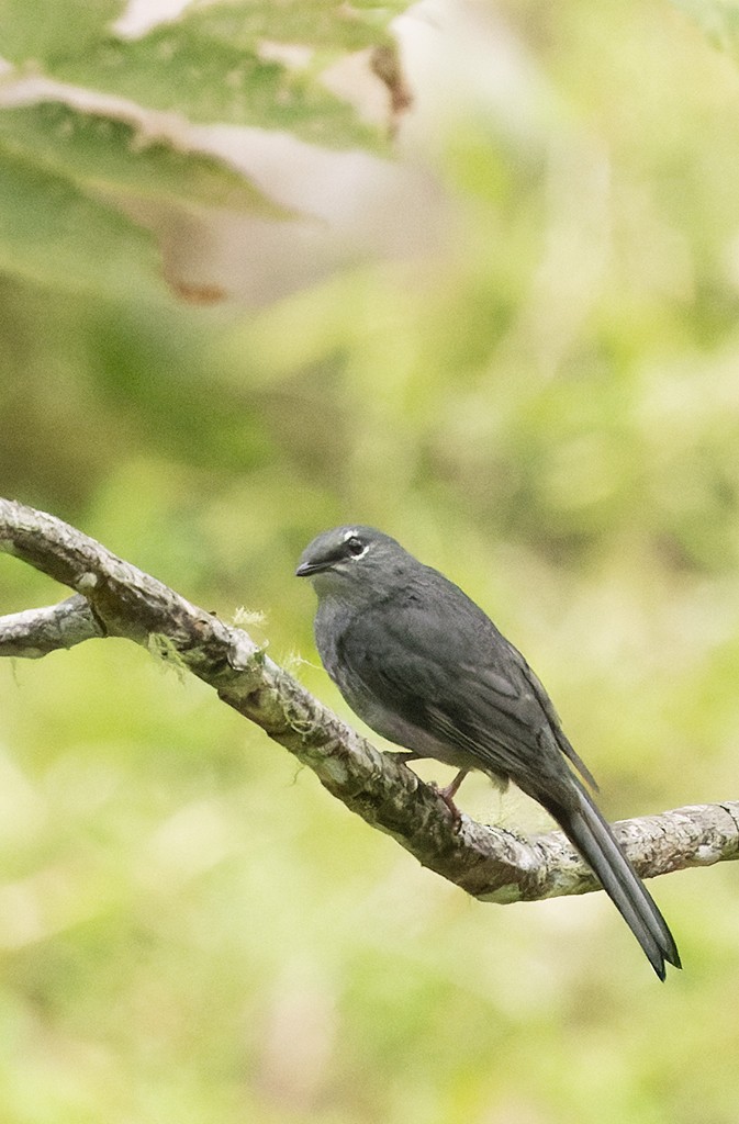 Slate-colored Solitaire - ML620490937