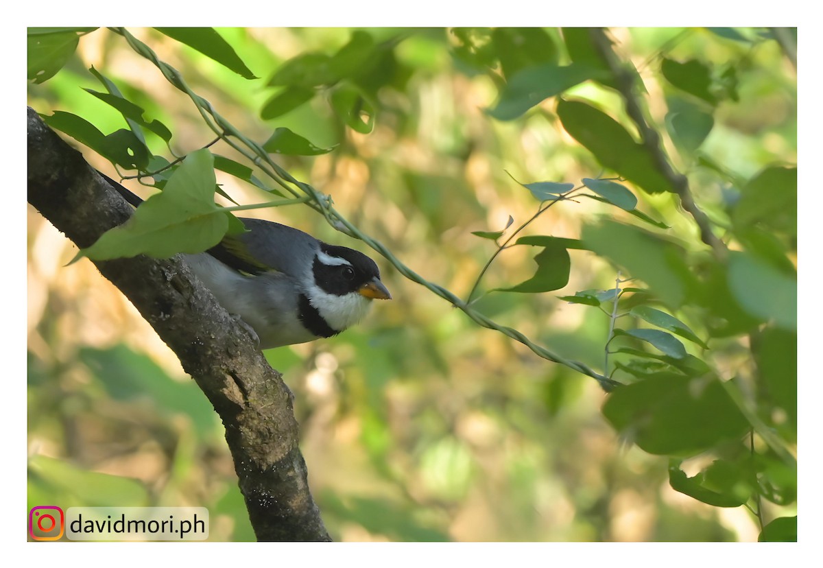 Saffron-billed Sparrow - ML620490940