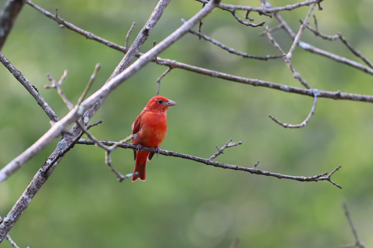 Piranga Roja - ML620490943