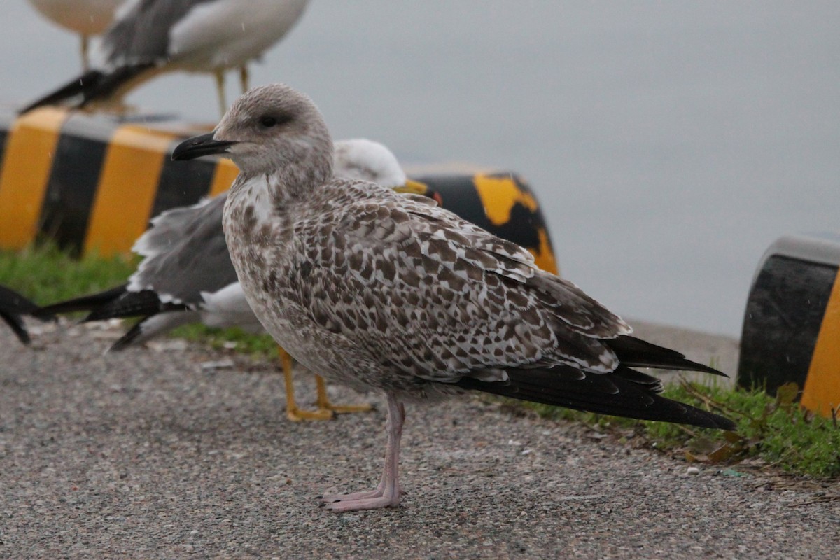 Gaviota Argéntea (vegae) - ML620490944