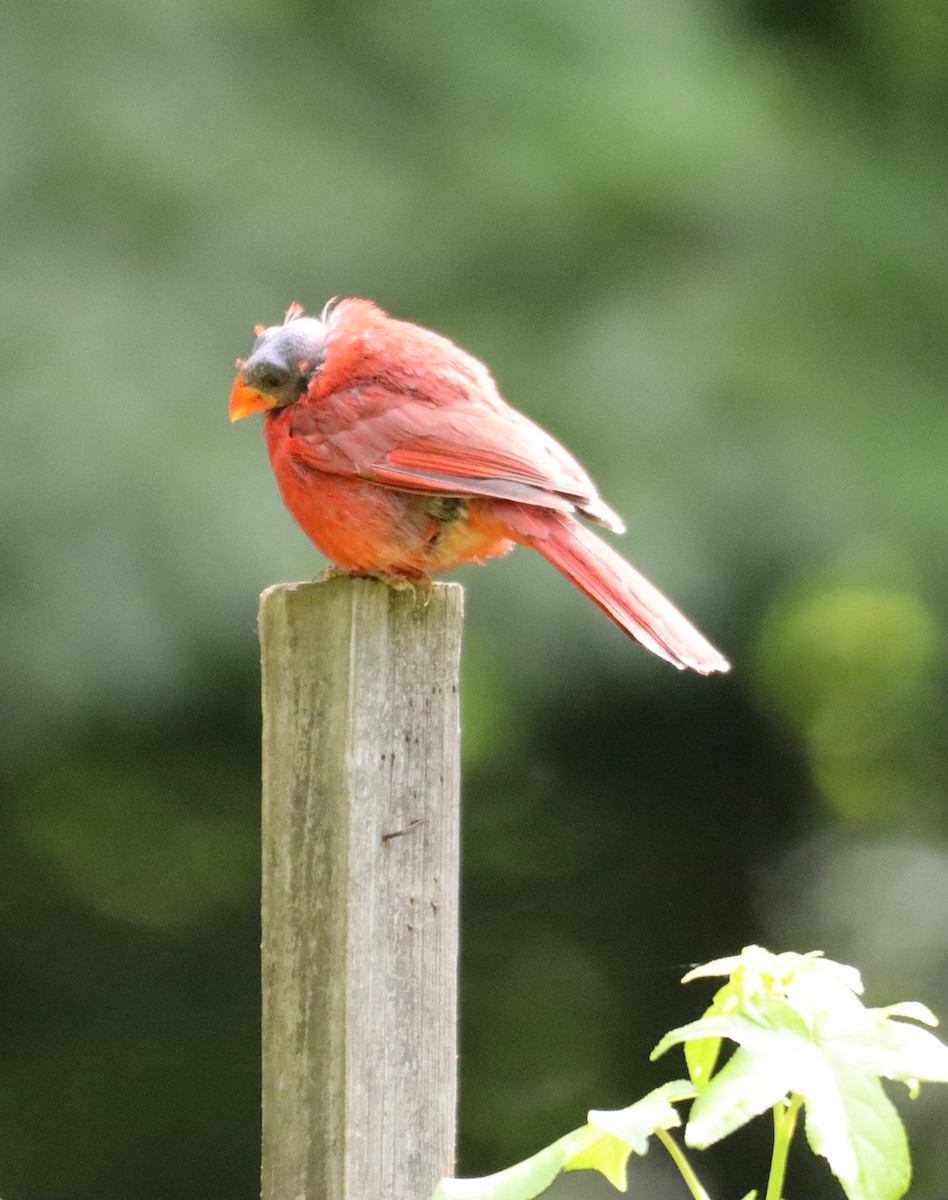 Northern Cardinal - ML620490958