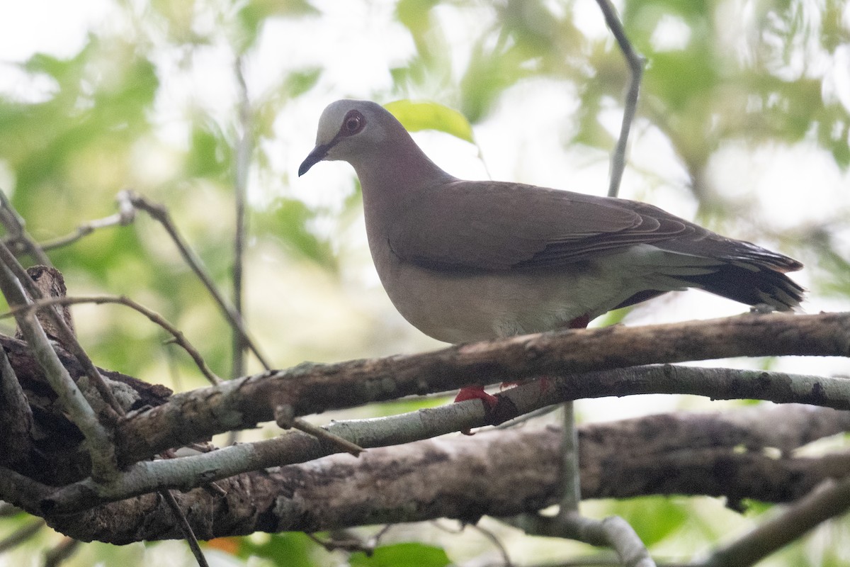 Caribbean Dove - ML620490959