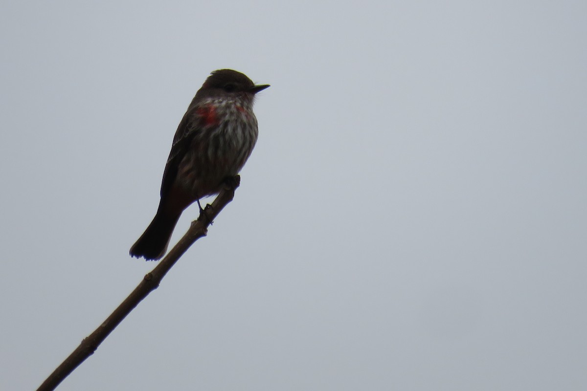 Vermilion Flycatcher - ML620490961