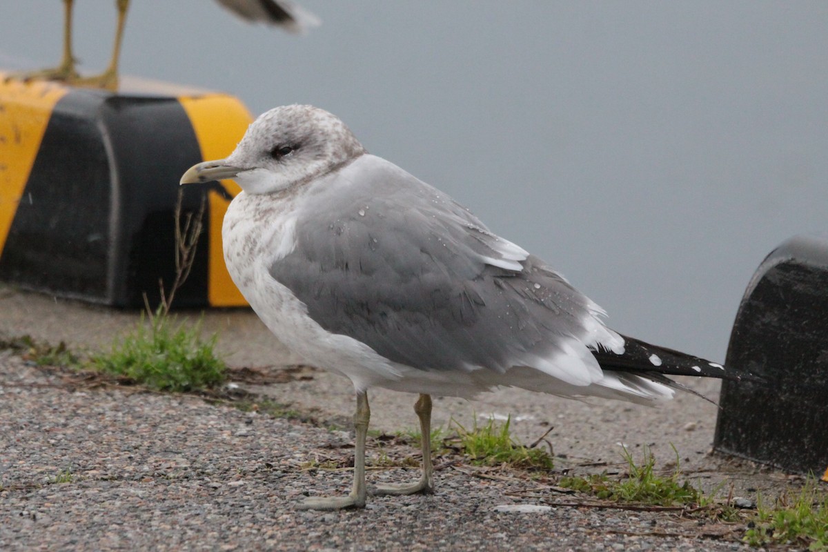 Gaviota Cana (kamtschatschensis) - ML620490962