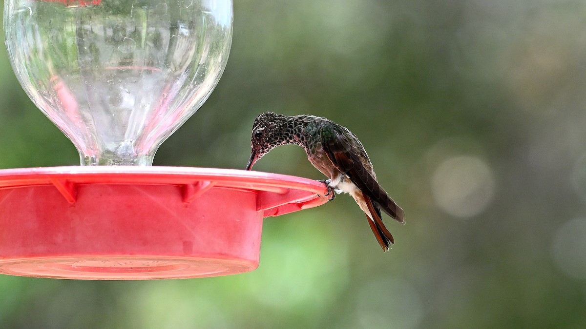 Berylline Hummingbird - Steve Butterworth