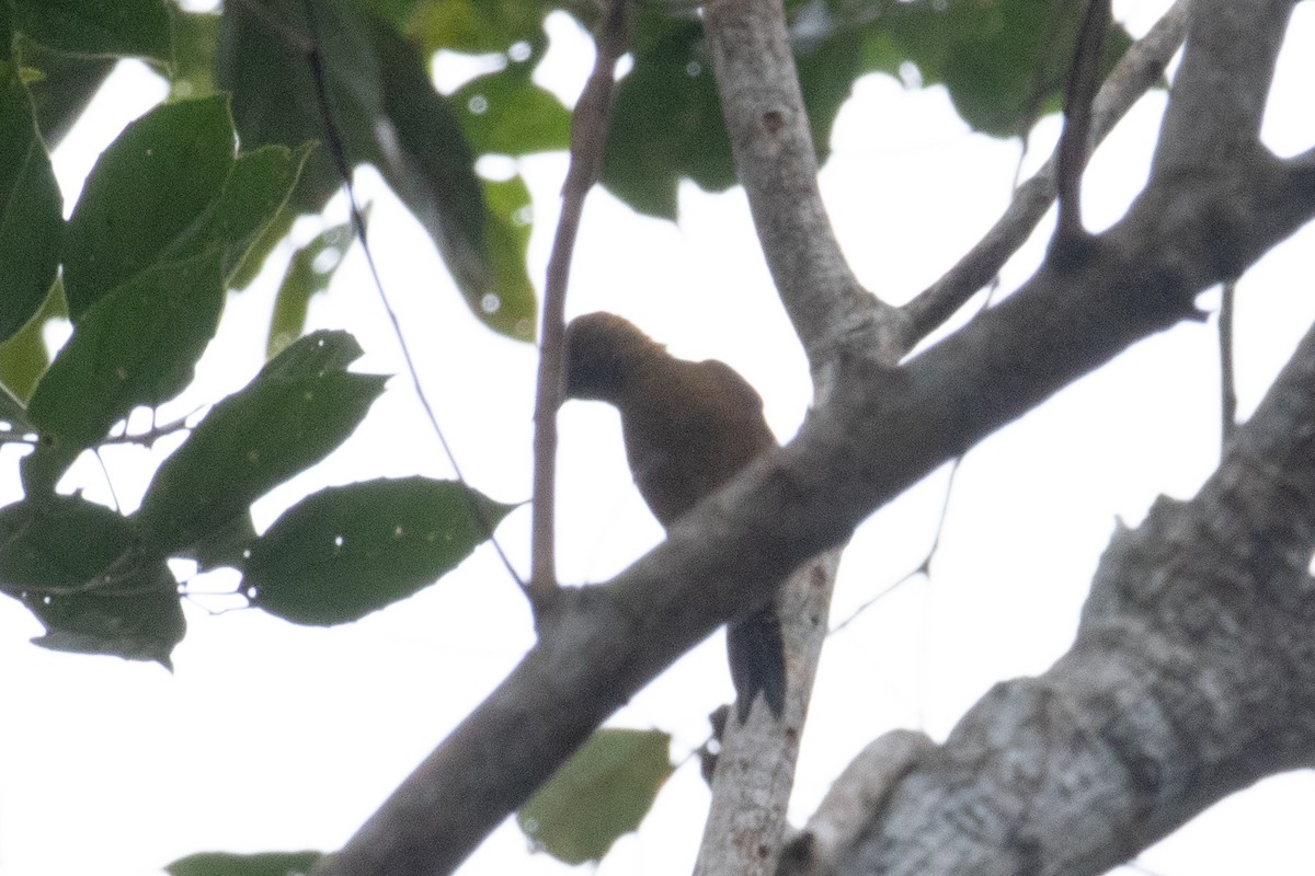 Red-stained Woodpecker - ML620490965