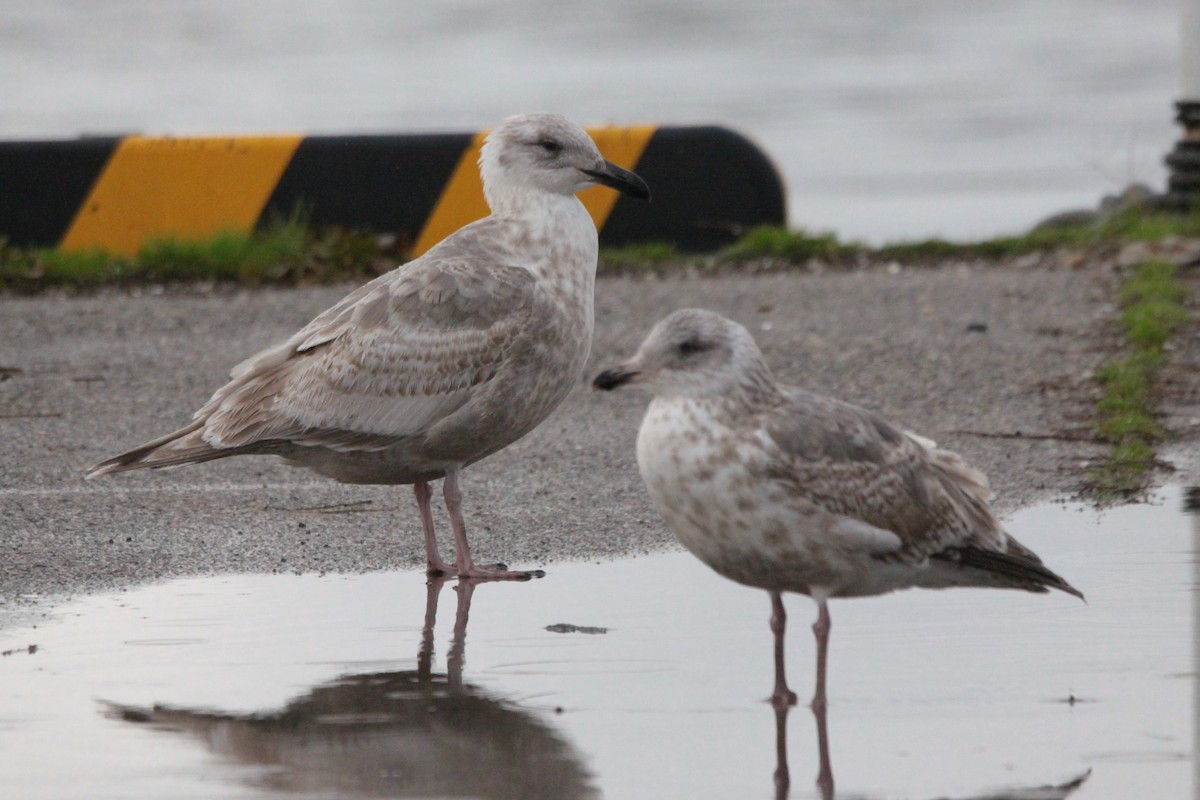 Gaviota de Kamchatka - ML620490968