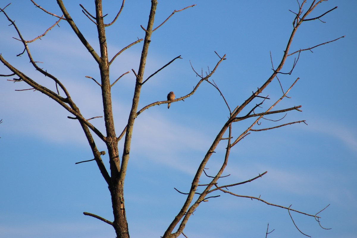 Mourning Dove - ML620490970