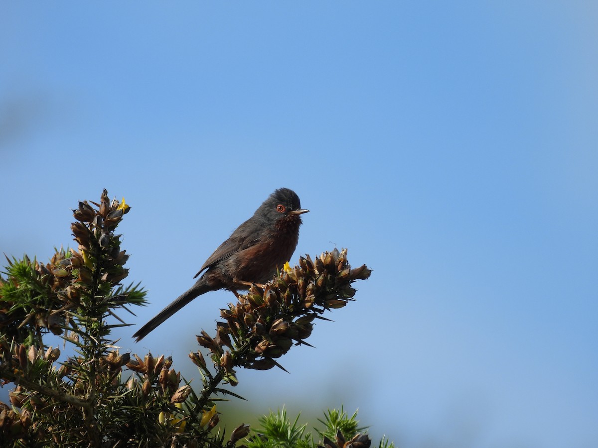 Dartford Warbler - ML620490971