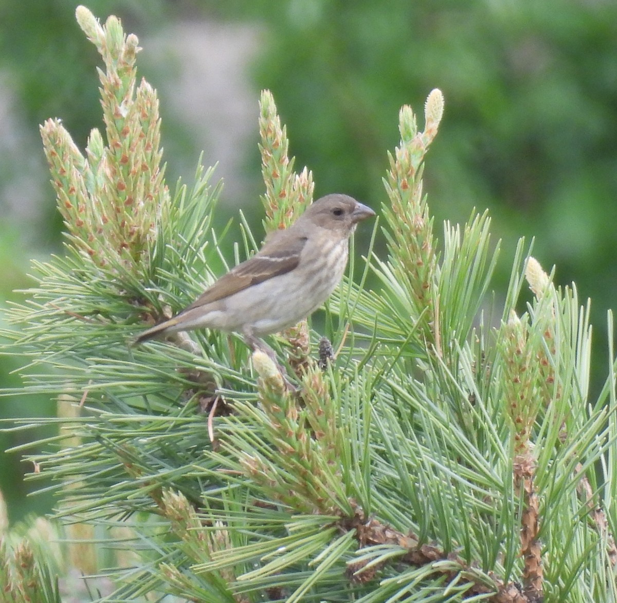 Common Rosefinch - ML620490974