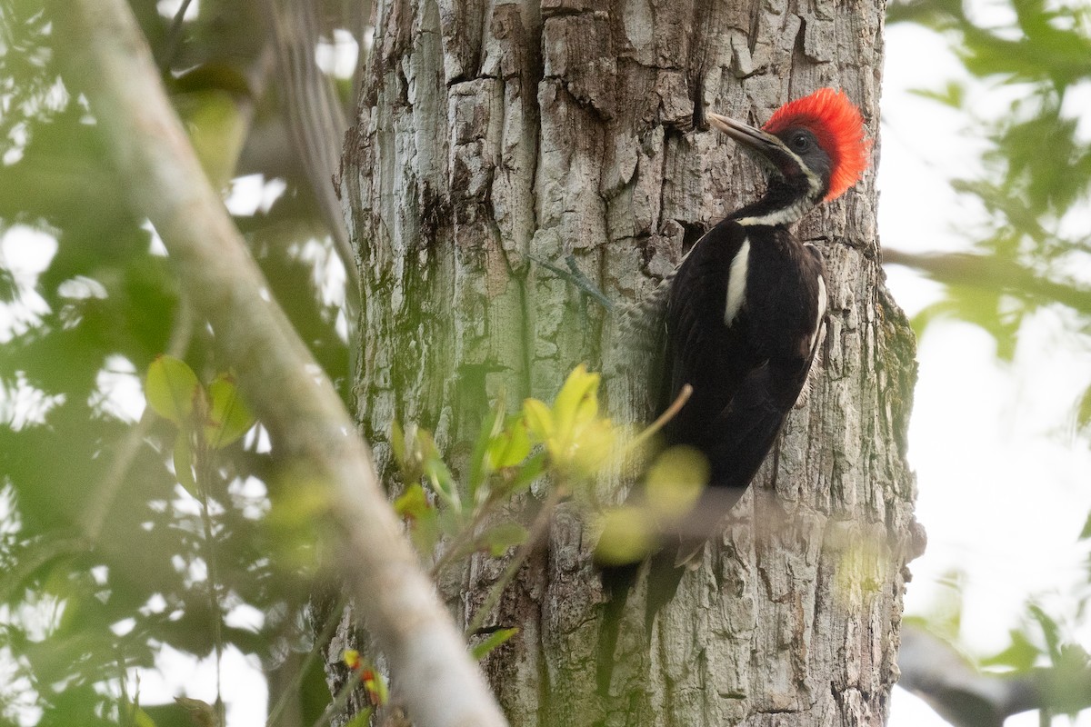 Lineated Woodpecker - ML620490975