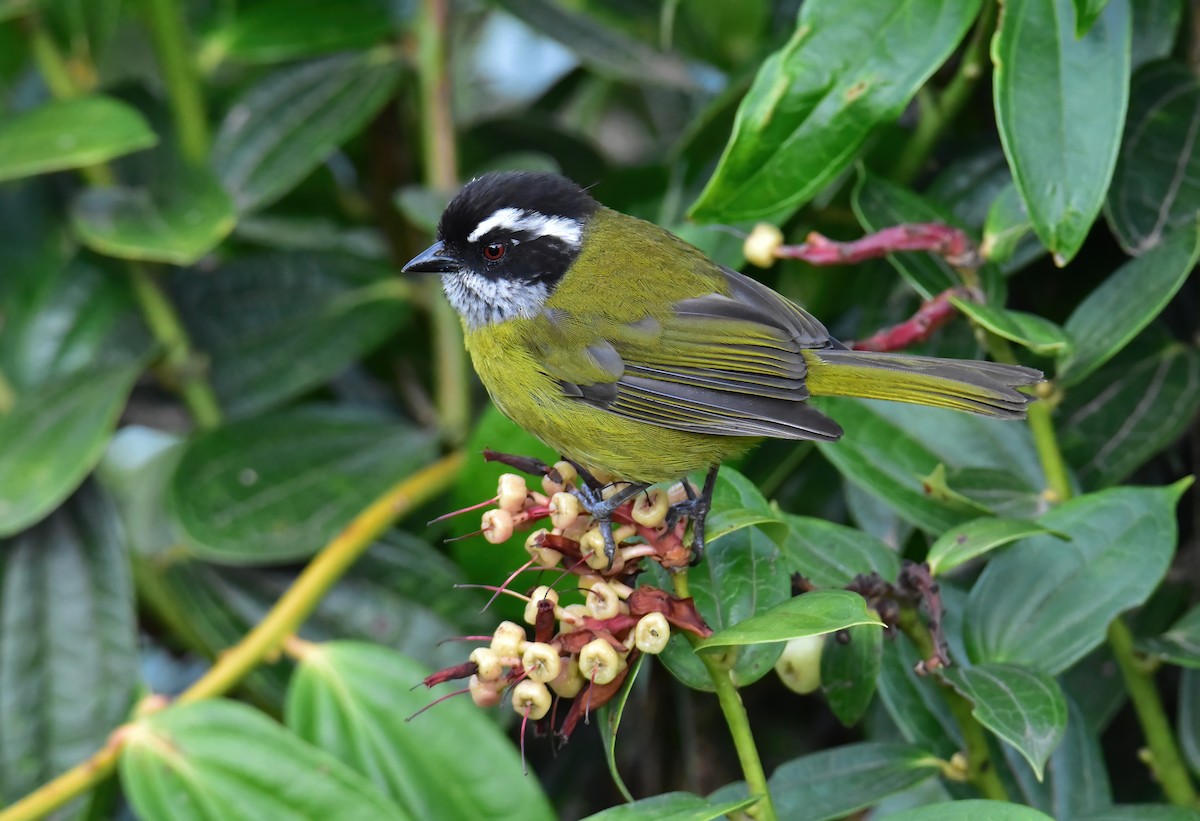 Sooty-capped Chlorospingus - ML620490976