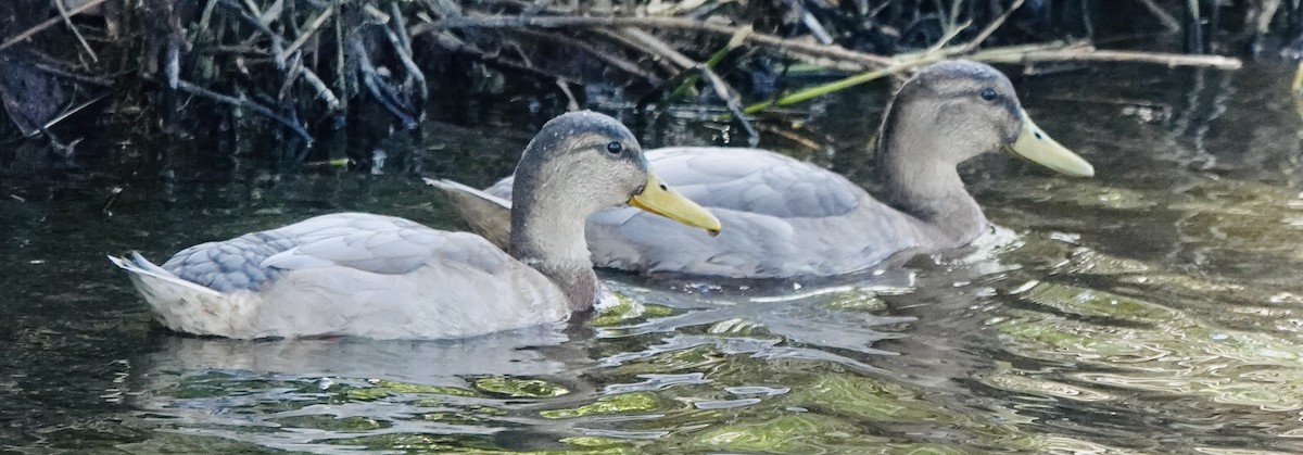 Mallard - ML620490977