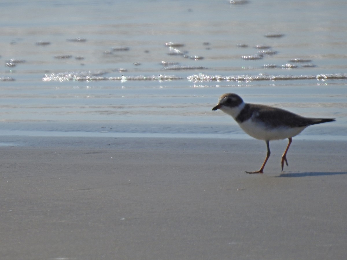 Semipalmated Plover - ML620490978