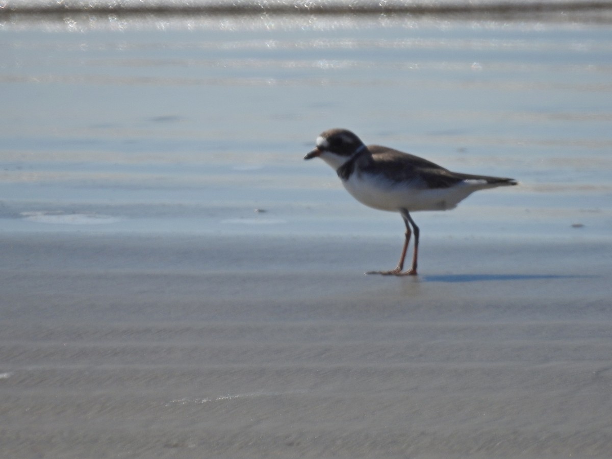 Semipalmated Plover - ML620490979