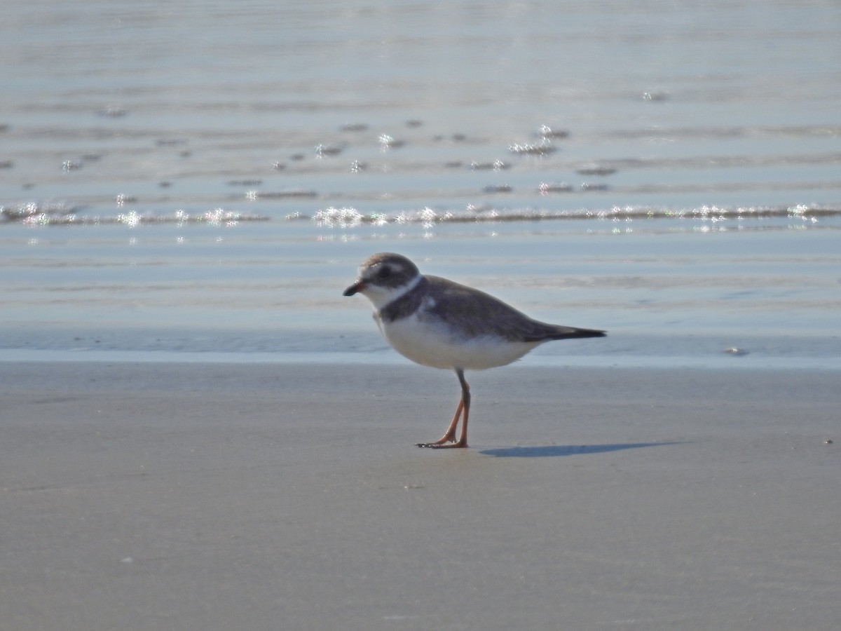 Semipalmated Plover - ML620490980