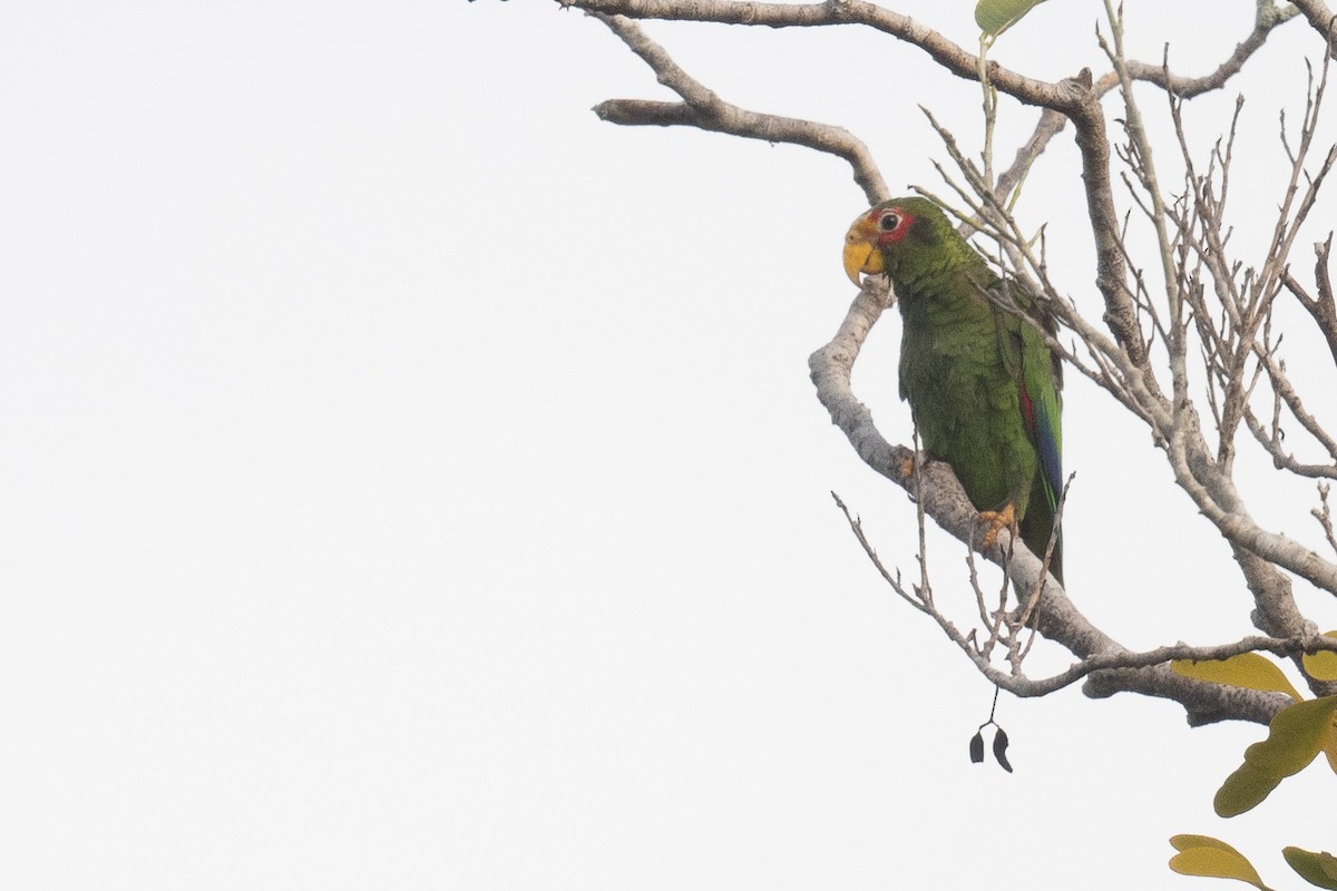 キバナボウシインコ - ML620490987