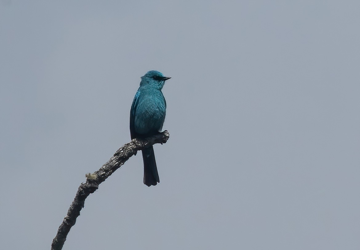 Verditer Flycatcher - ML620490988