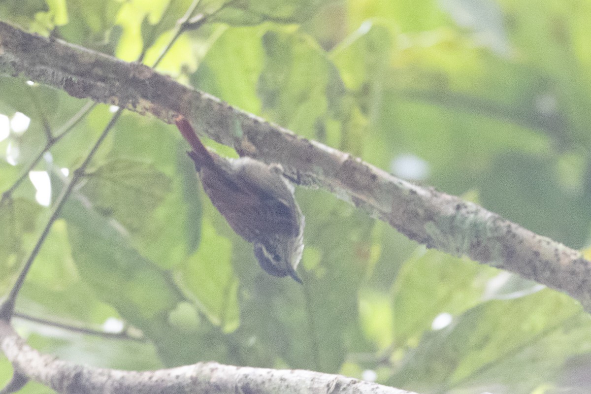 Rufous-tailed Xenops - Andre Moncrieff