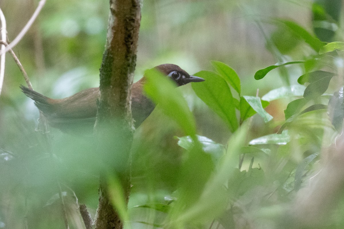 Mayan Antthrush - ML620491001