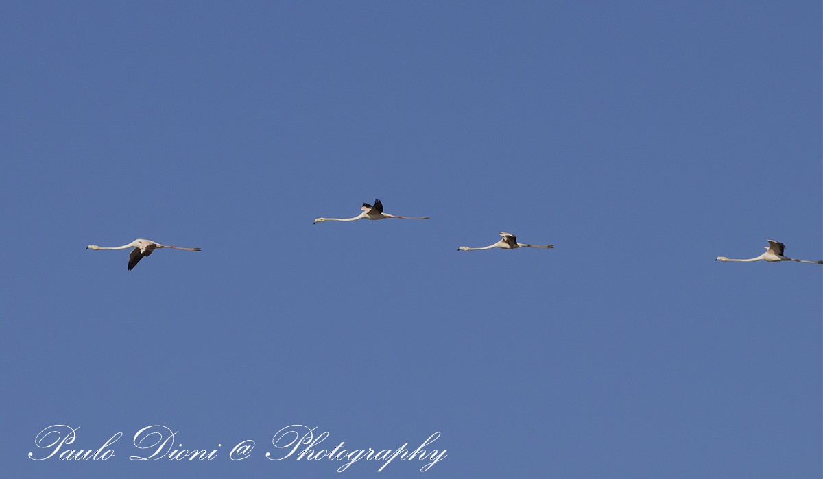 Greater Flamingo - ML620491002