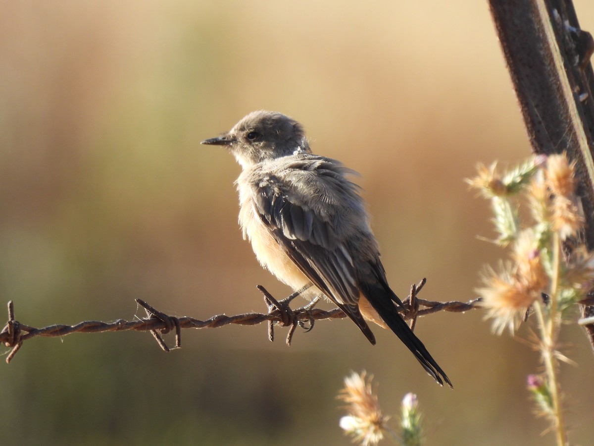 Ash-throated Flycatcher - ML620491021