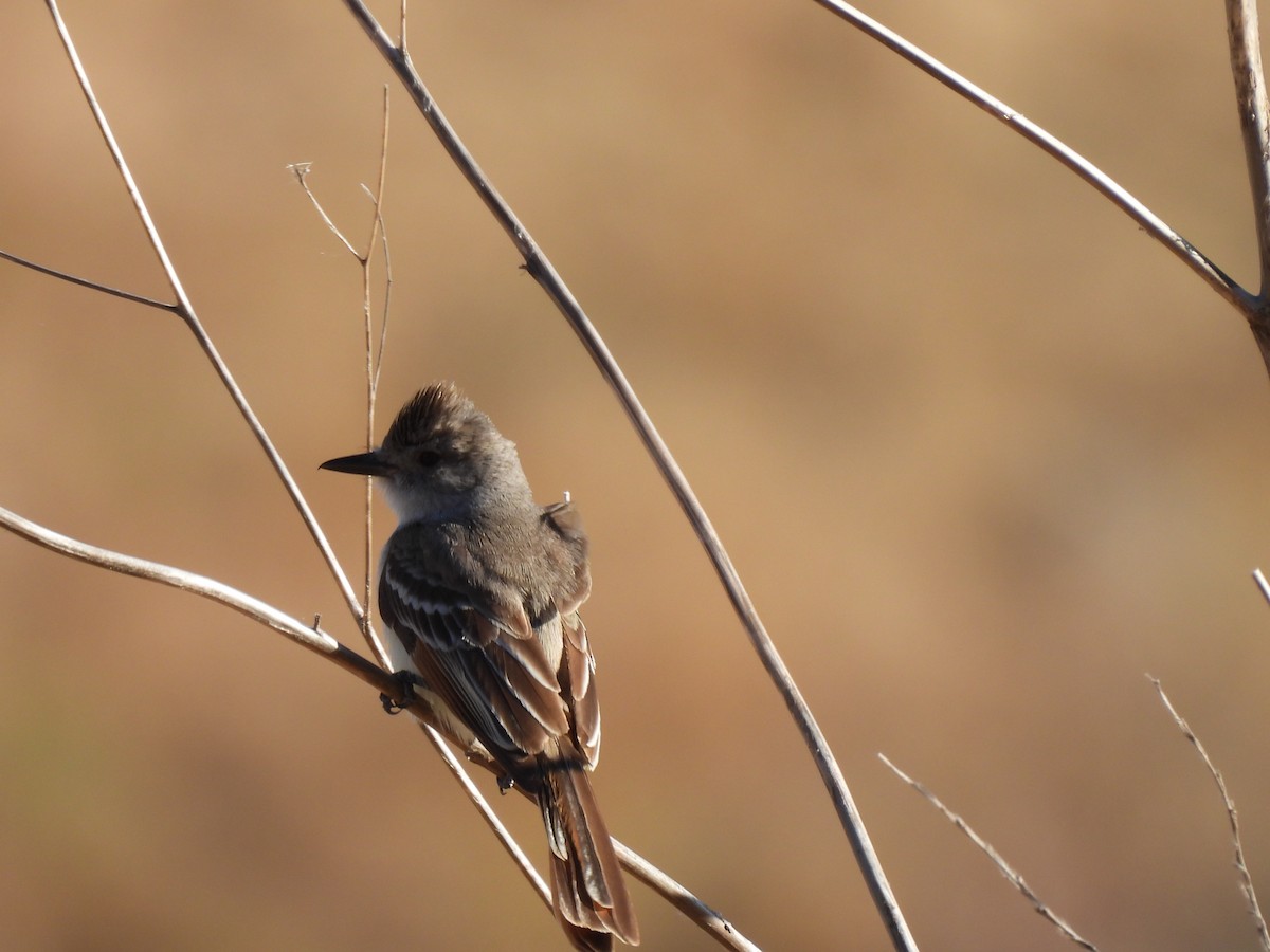 Ash-throated Flycatcher - ML620491026