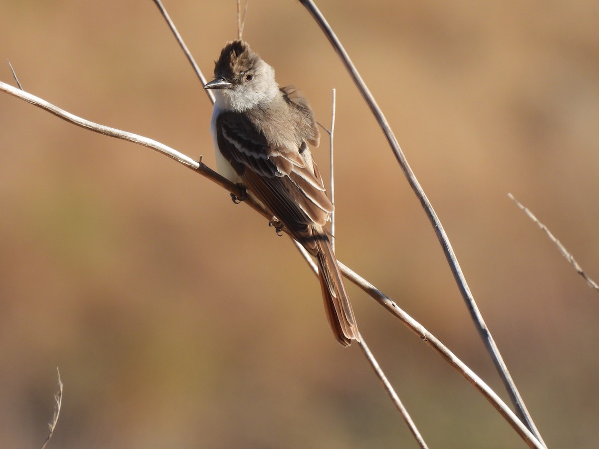 Ash-throated Flycatcher - ML620491027