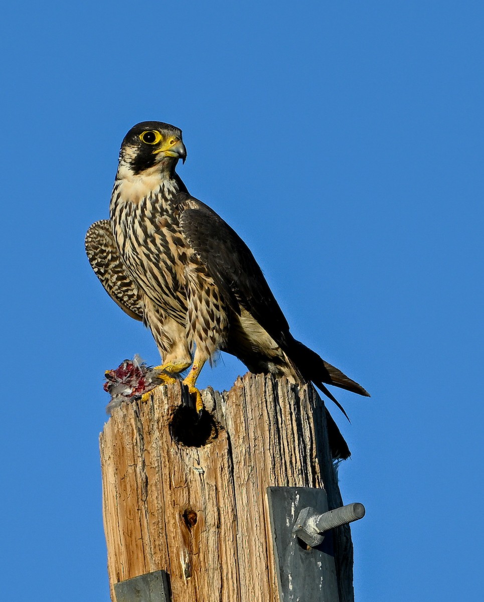 Halcón Peregrino - ML620491030