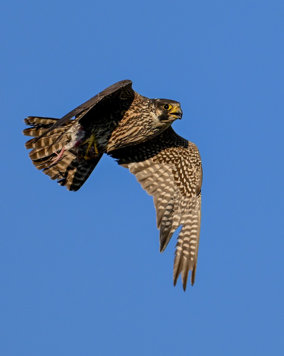 Peregrine Falcon - ML620491032