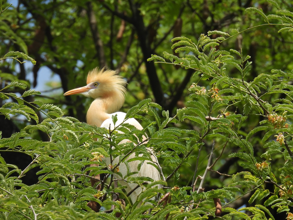 Eastern Cattle Egret - ML620491033