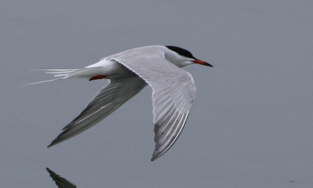 Common Tern - ML620491037