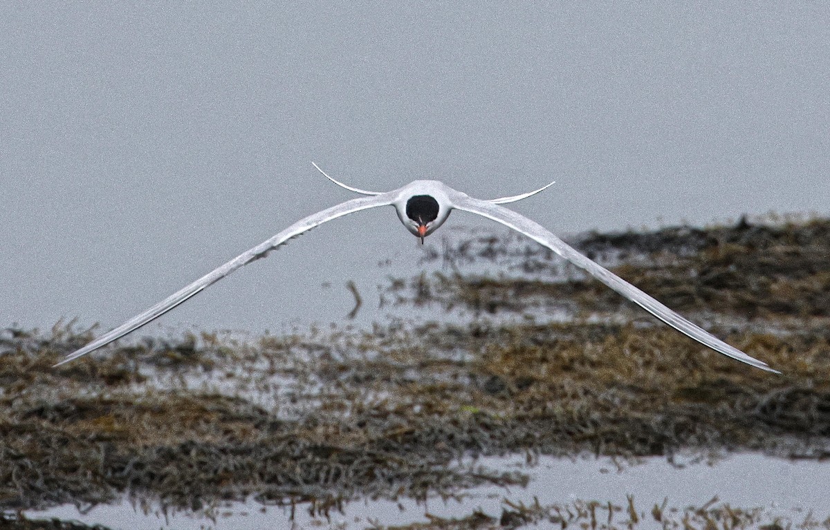 Common Tern - ML620491038