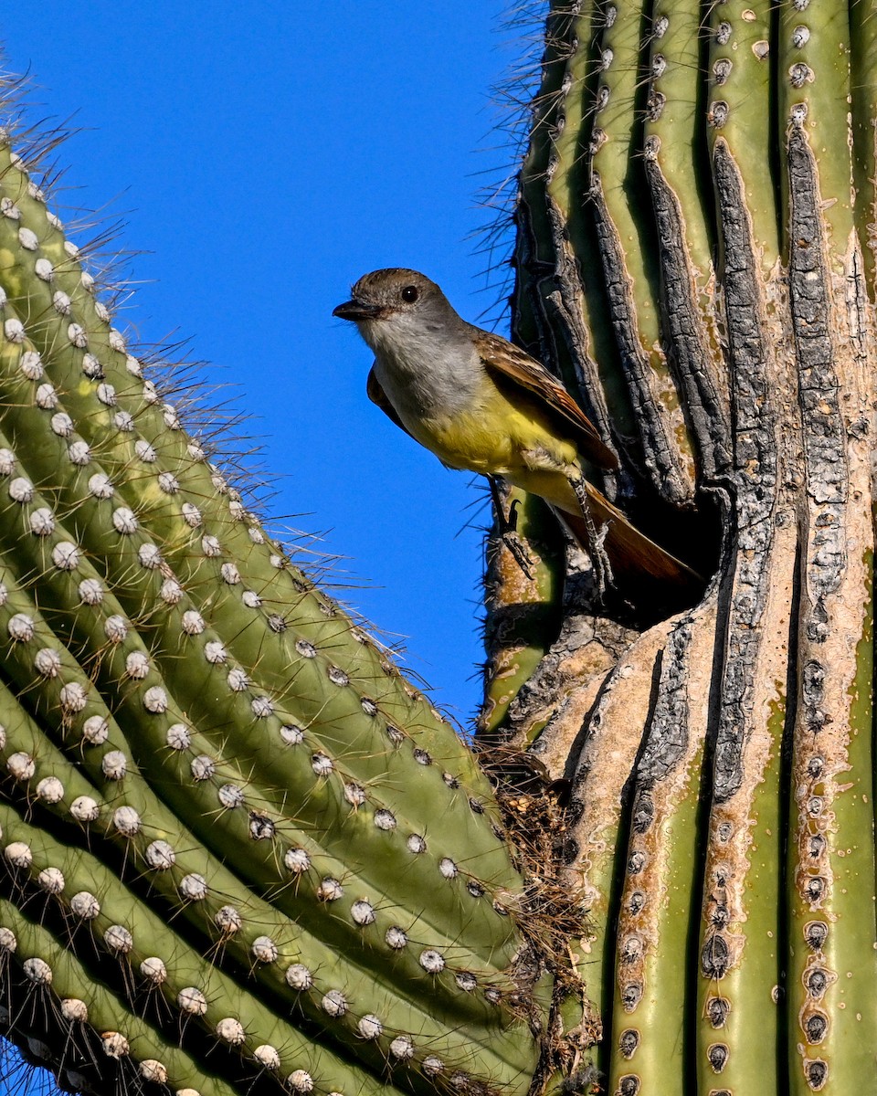 Brown-crested Flycatcher - ML620491040