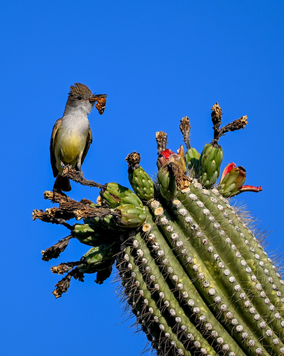 Brown-crested Flycatcher - ML620491041