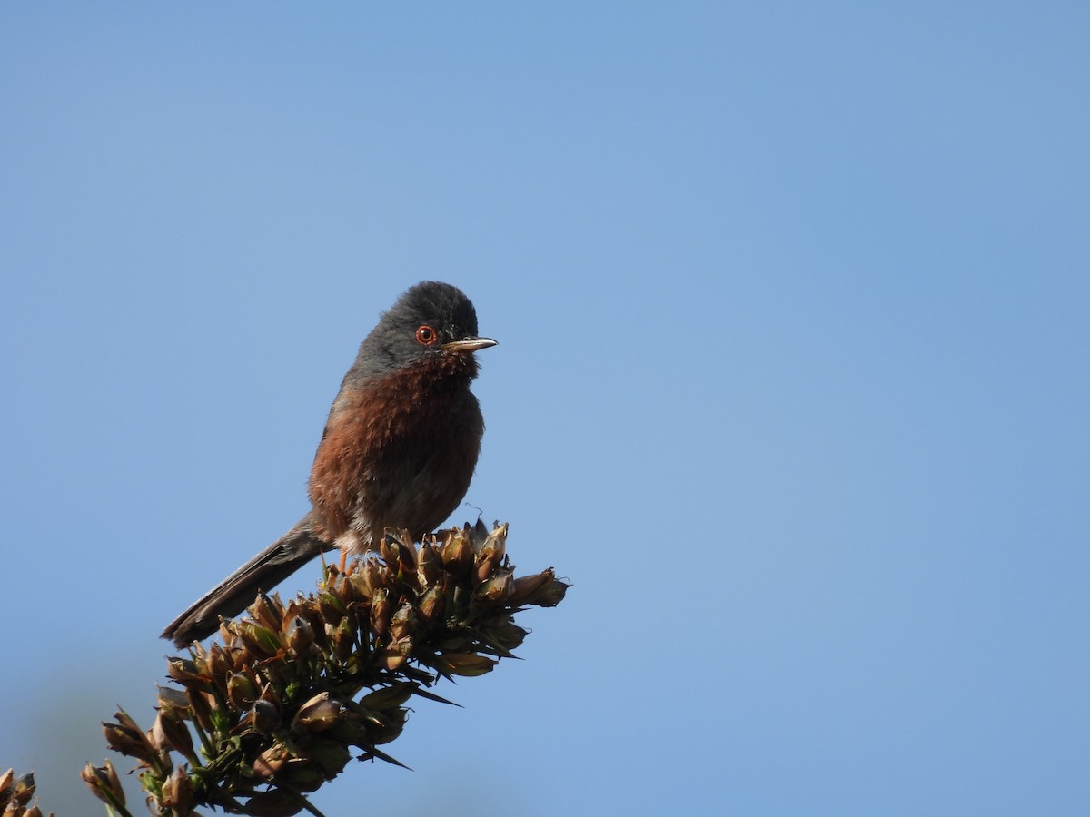 Dartford Warbler - ML620491044