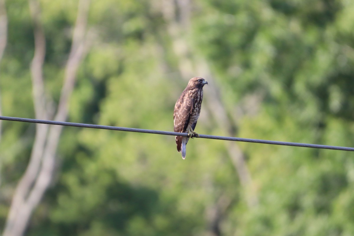 Red-shouldered Hawk - ML620491054