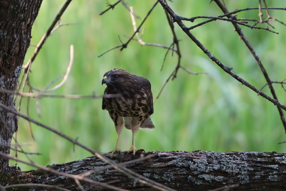 Red-shouldered Hawk - ML620491055