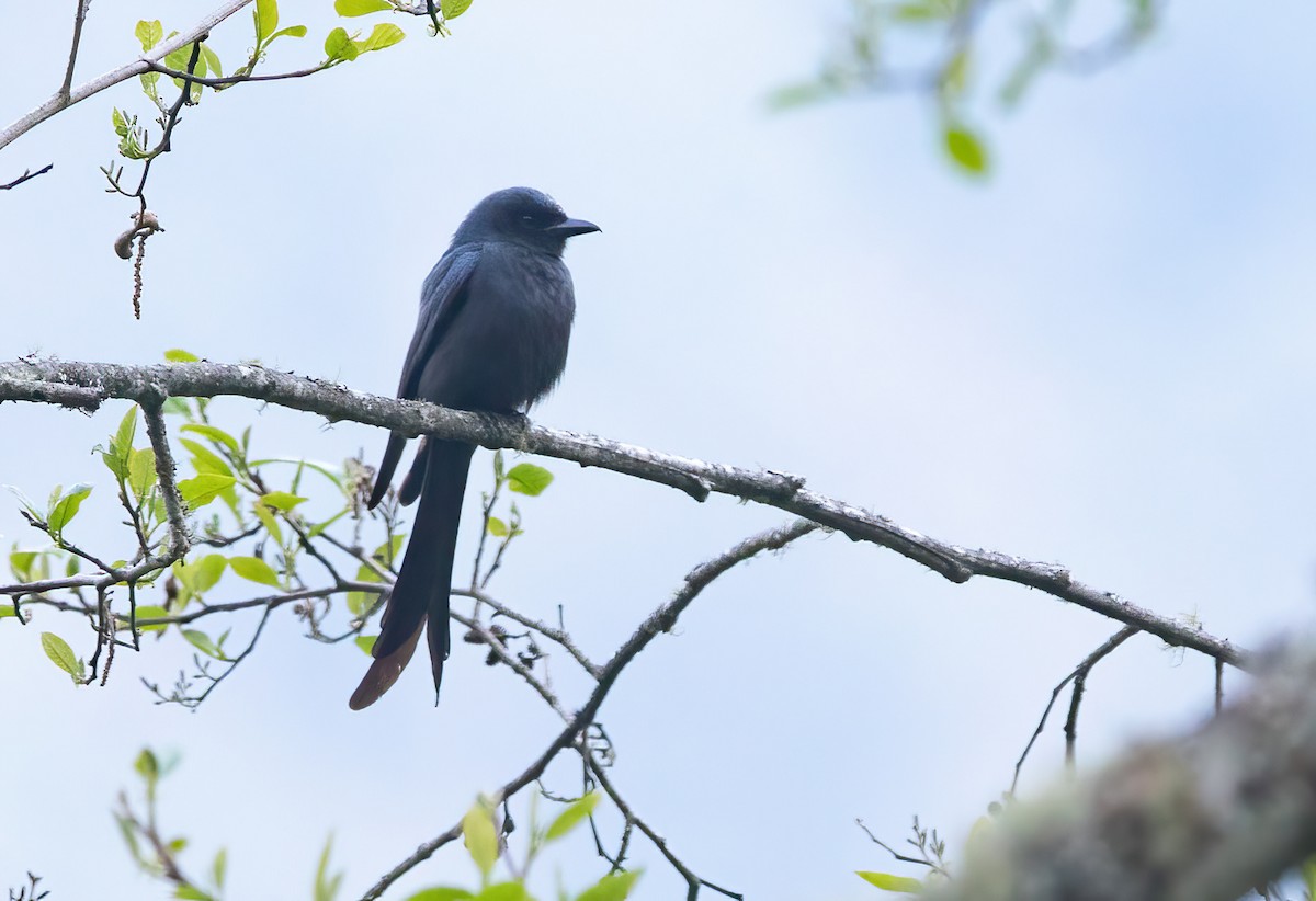 drongo kouřový - ML620491056