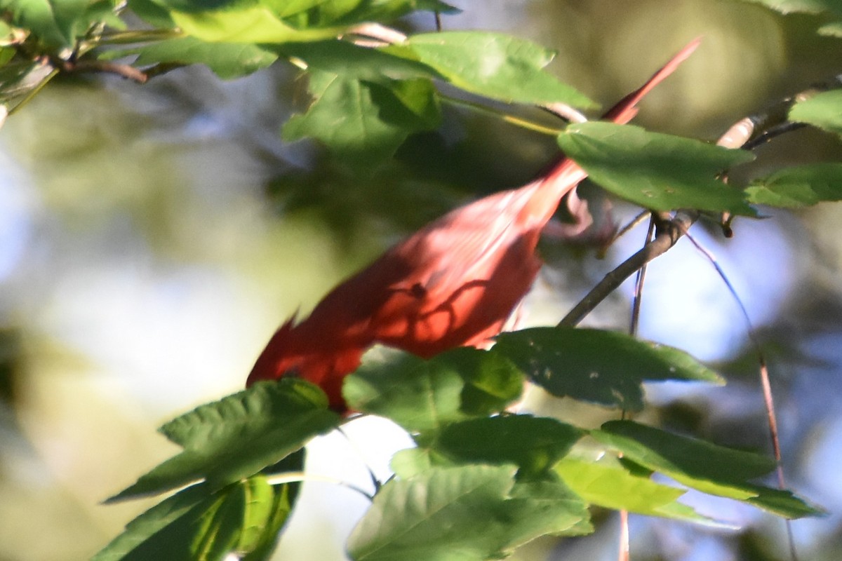 Cardinal rouge - ML620491057