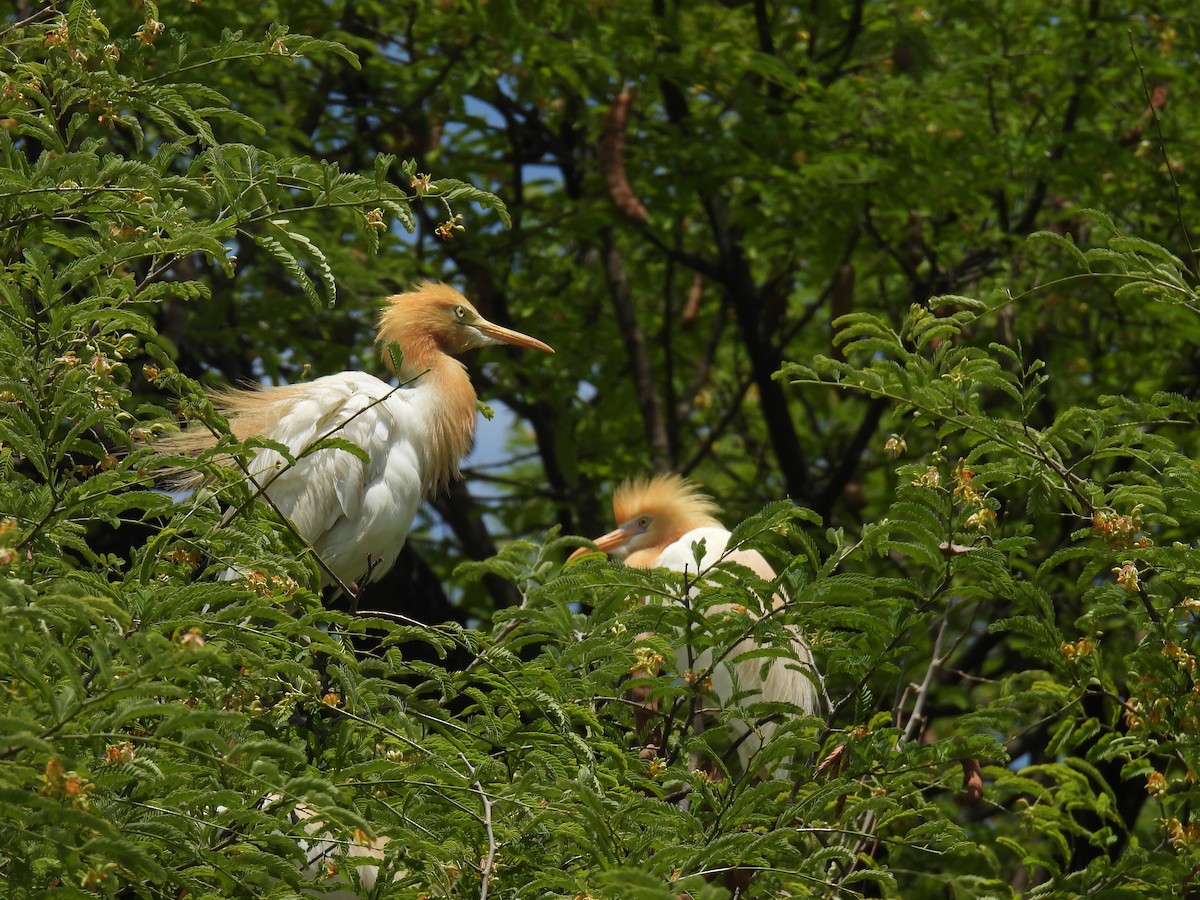 Eastern Cattle Egret - ML620491058