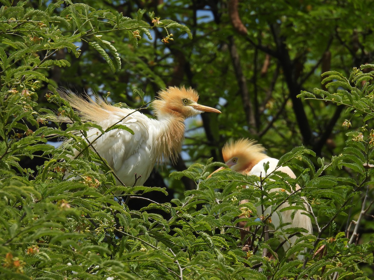 Eastern Cattle Egret - Aarti Khale