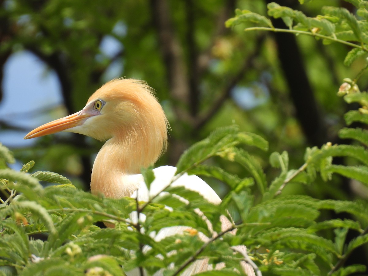 Eastern Cattle Egret - ML620491064